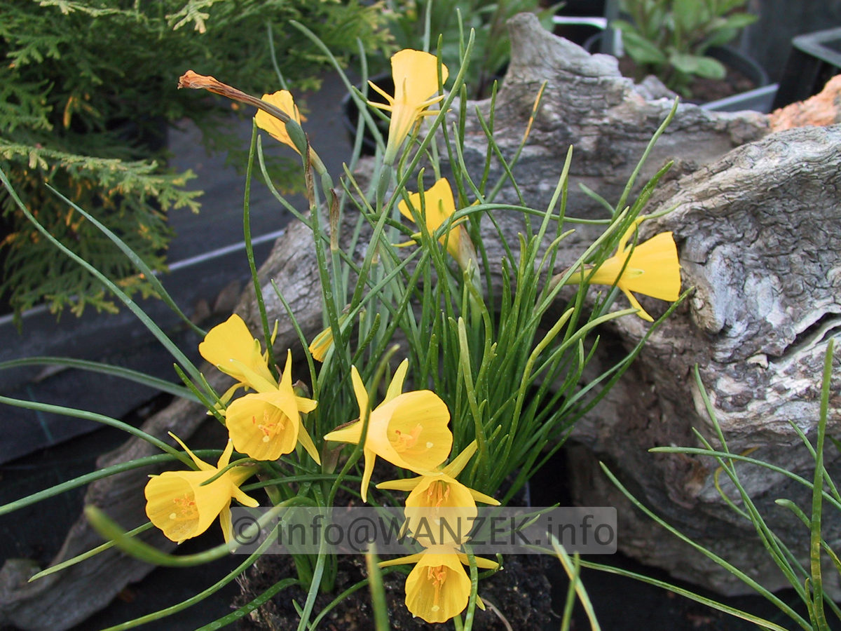 Narcissus bulbocodium Golden Bell 02.JPG